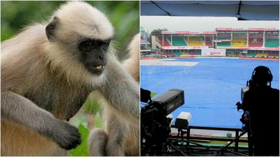 Rescue mission: Langurs deployed to rescue fans and broadcasting crew from monkey havoc in Kanpur during India vs Bangladesh 2nd Test